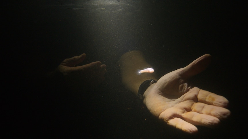 A small white eyeless fish illuminated by a beam of light through dark water, a human hand stretches out under it