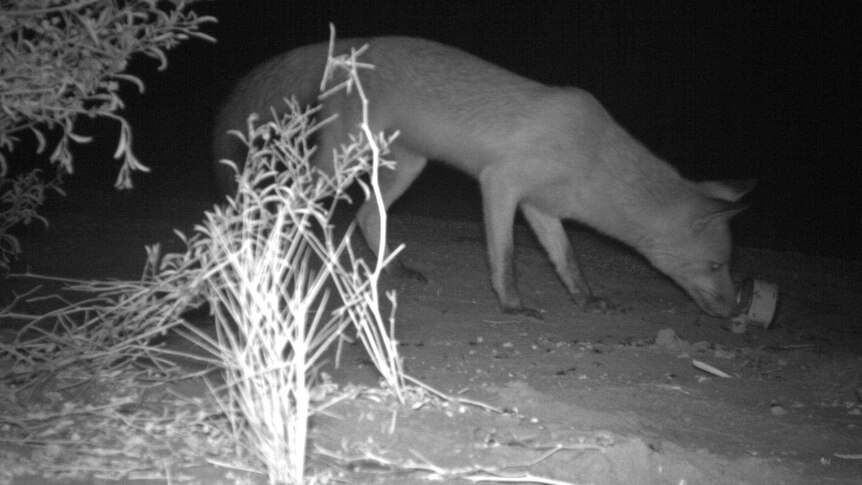 A fox photographed by a night-vision camera.
