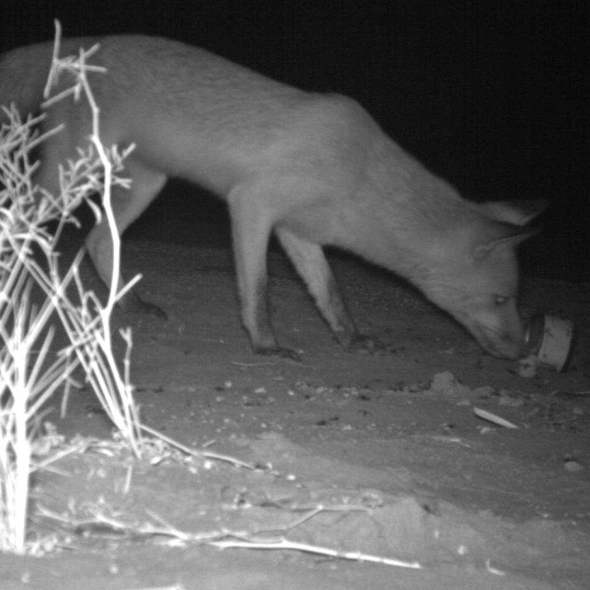 A fox photographed by a night-vision camera.