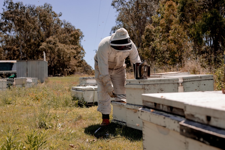 Image of a beekeeper working along a hive.