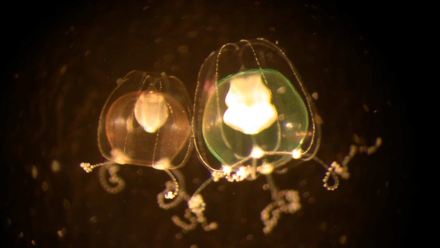 Two microscopic jellyfish