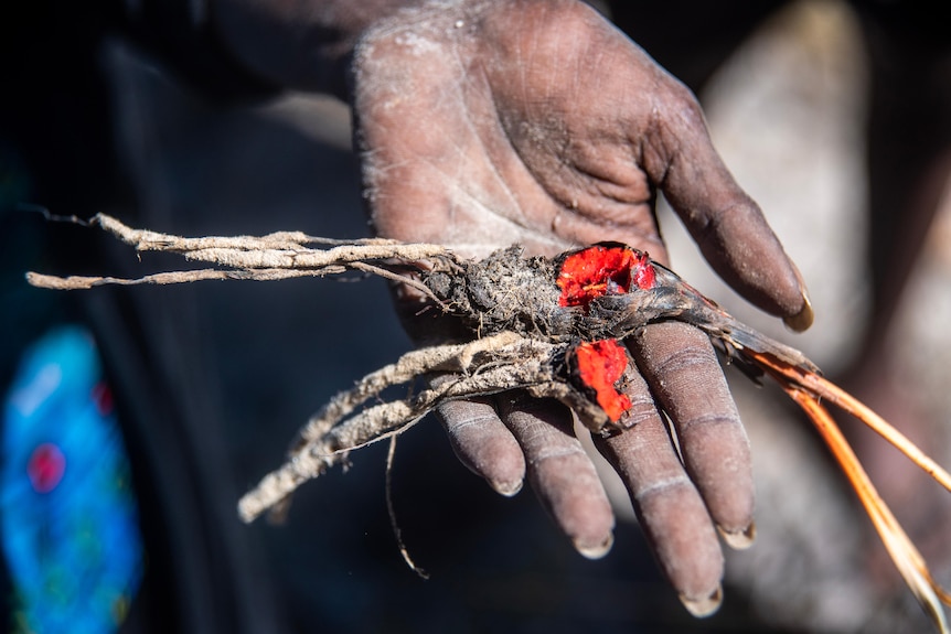 A woman's hand with soil on it, holding a root with a vivid red inside. 