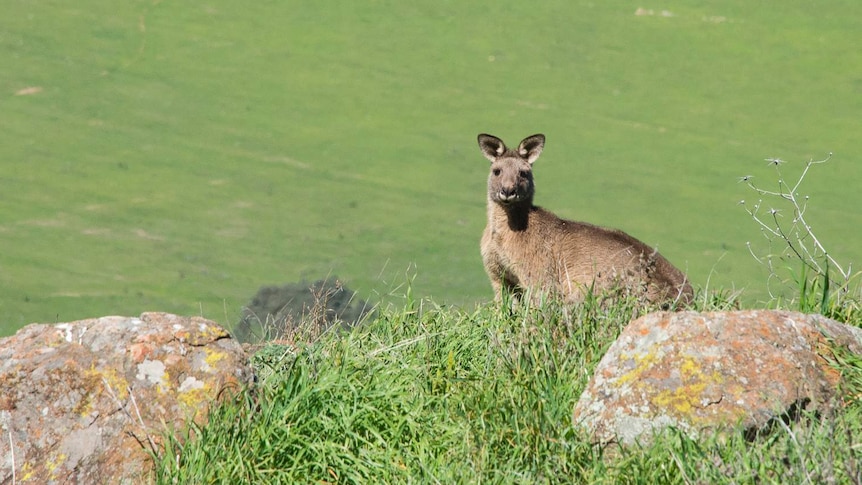 Kangaroo at Mt Painter