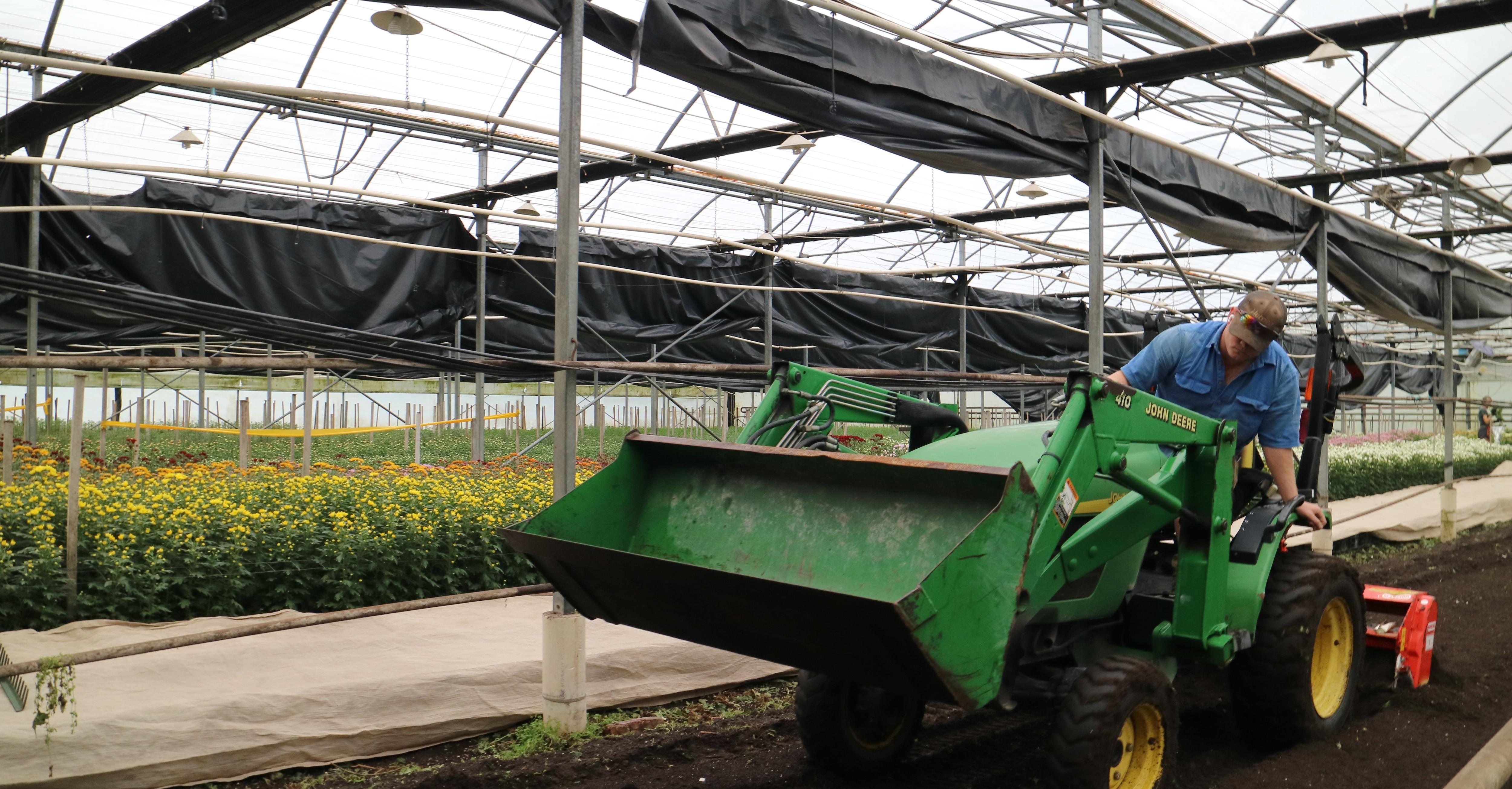 Hectic time for chrysanthemum growers as harvesting for Mother's Day