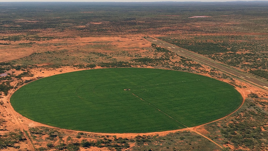 An aerial photo of Minderoo Station's first pivot watering a crop of Rhodes grass