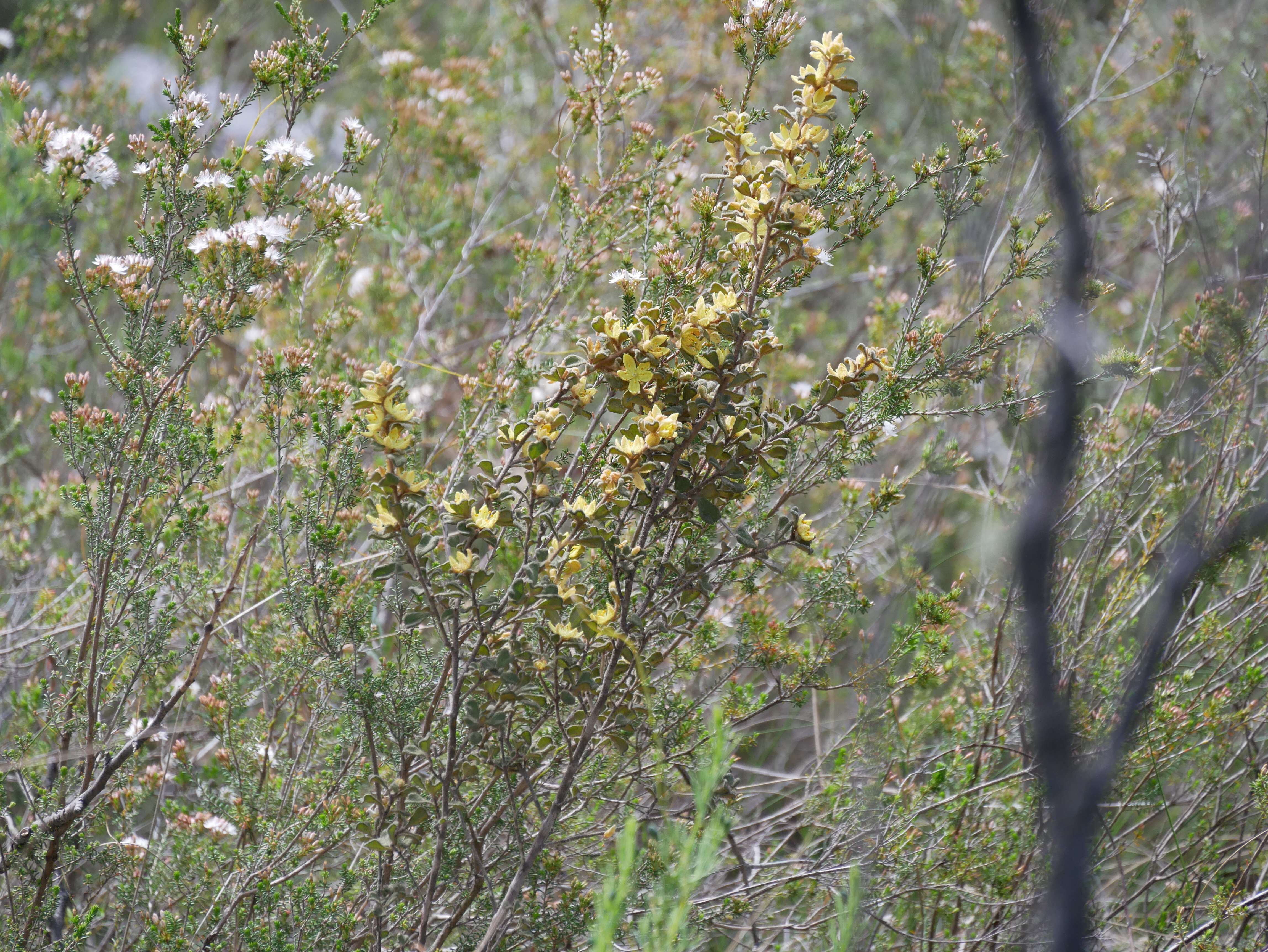 A bushy plant of yellow flowers sits in between dense bushland.