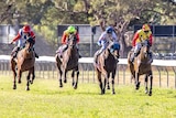 Five racehorses galloping towards camera on turf