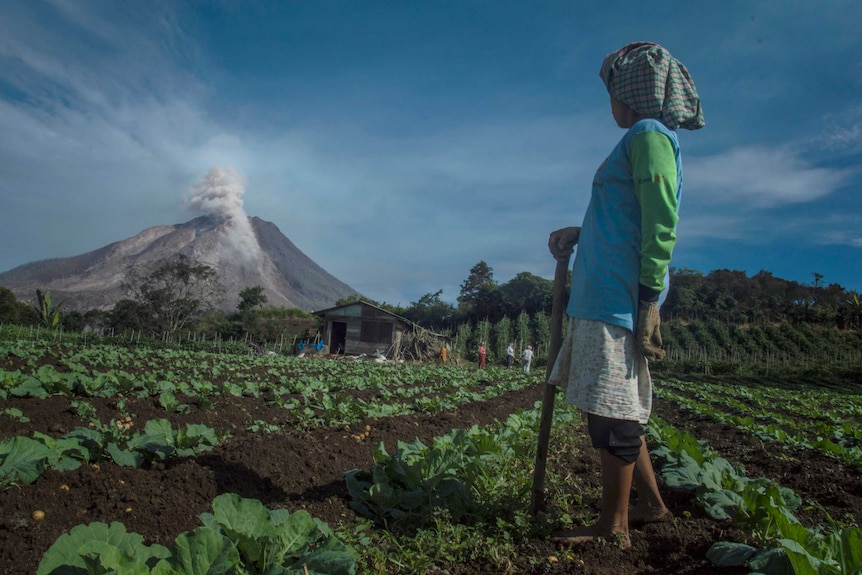 An  Indonesian farmer looks at Mount Sinabung volcano spewing smoke and ash