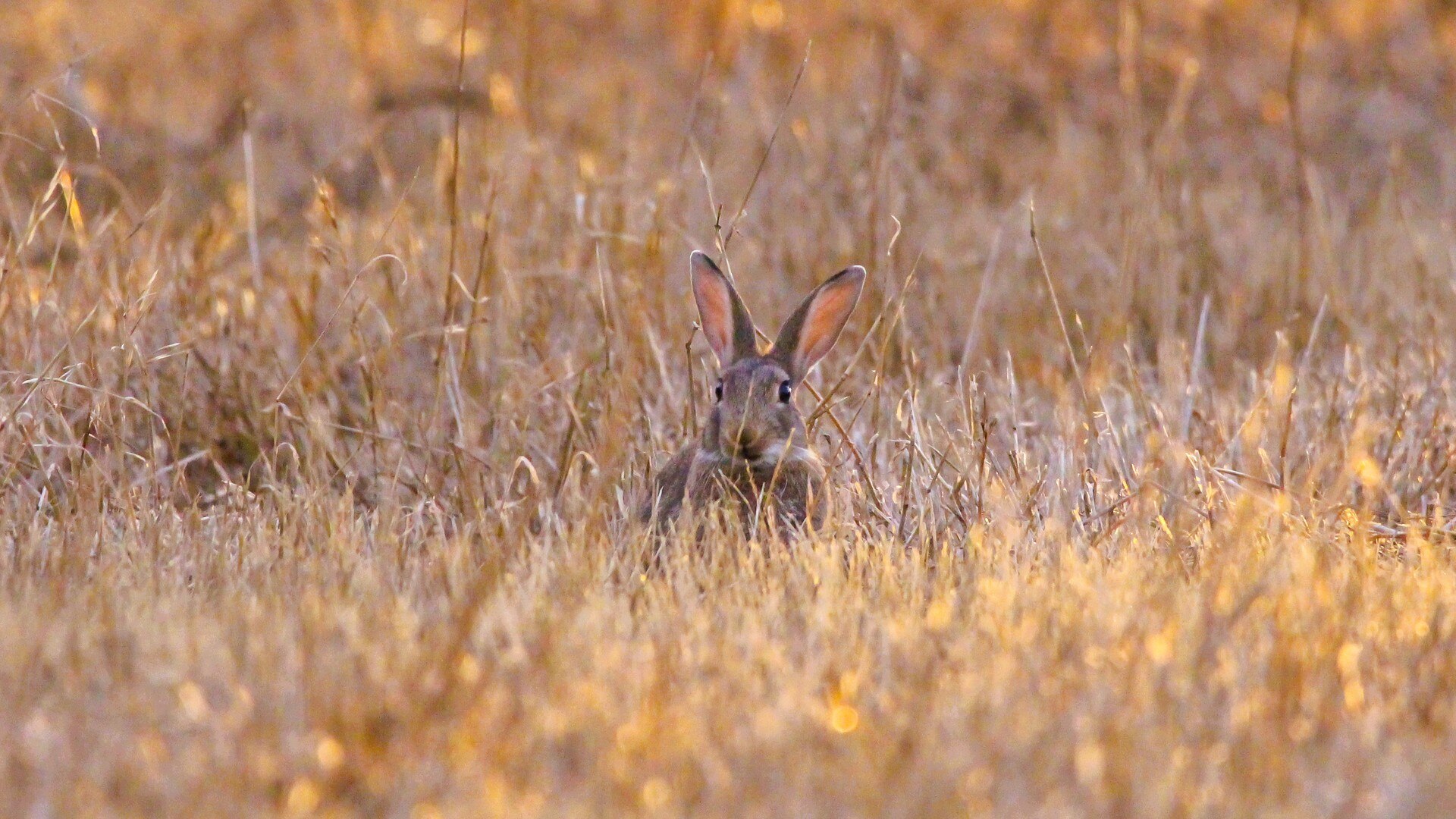 Un conejo se sienta en la hierba alta.