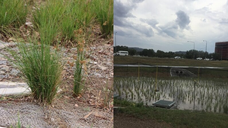 Photos showing the plants in dry rain garden bed, and also the rain garden bed filled with water after a storm.