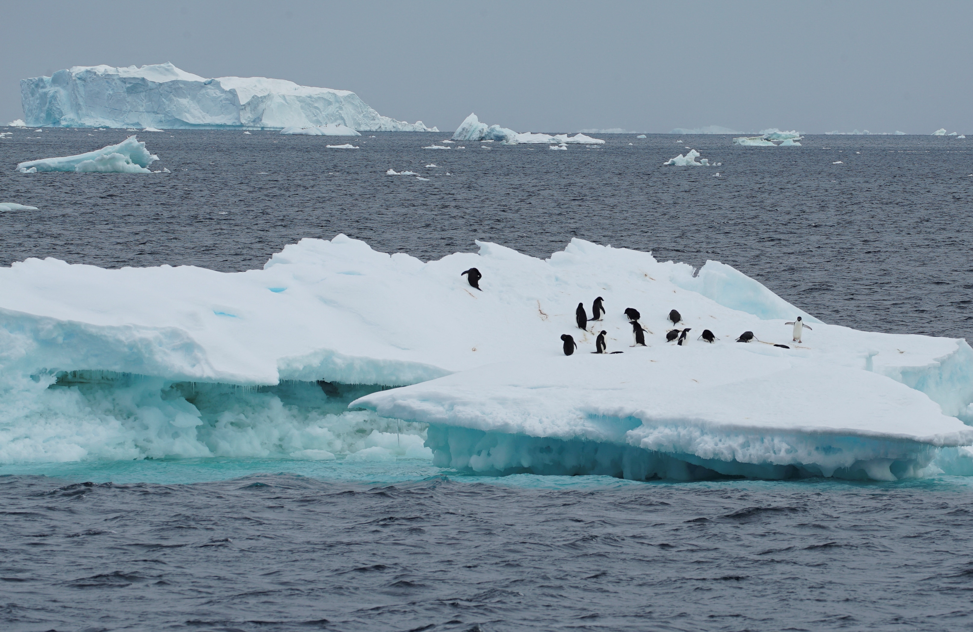 Penguins on a iceberg. 