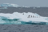 Penguins on a iceberg. 