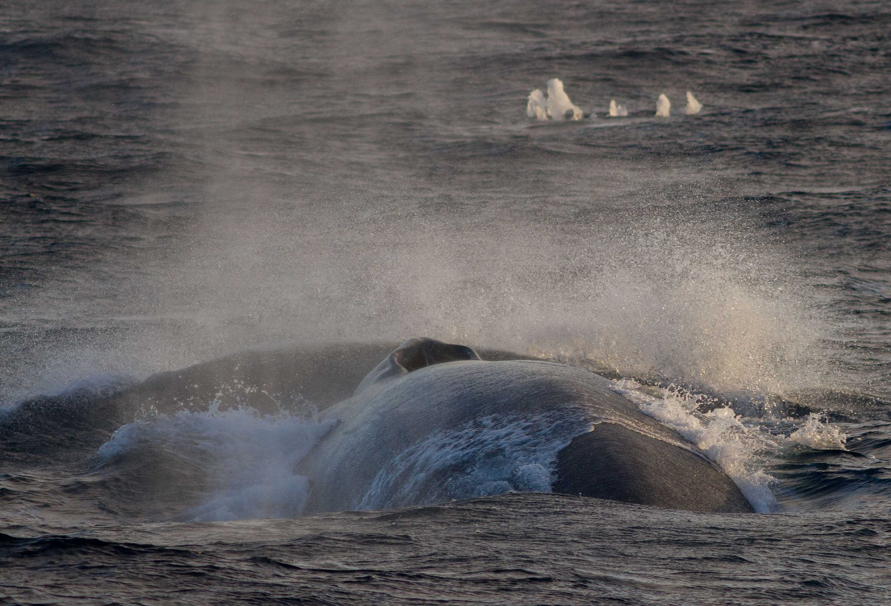 A blue whale and ice berg in the southern ocean