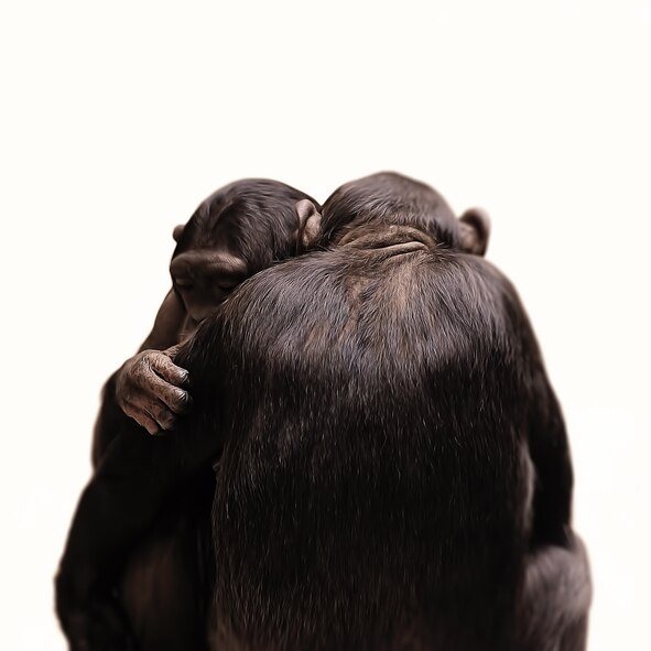Two chimps hugging each other closely
