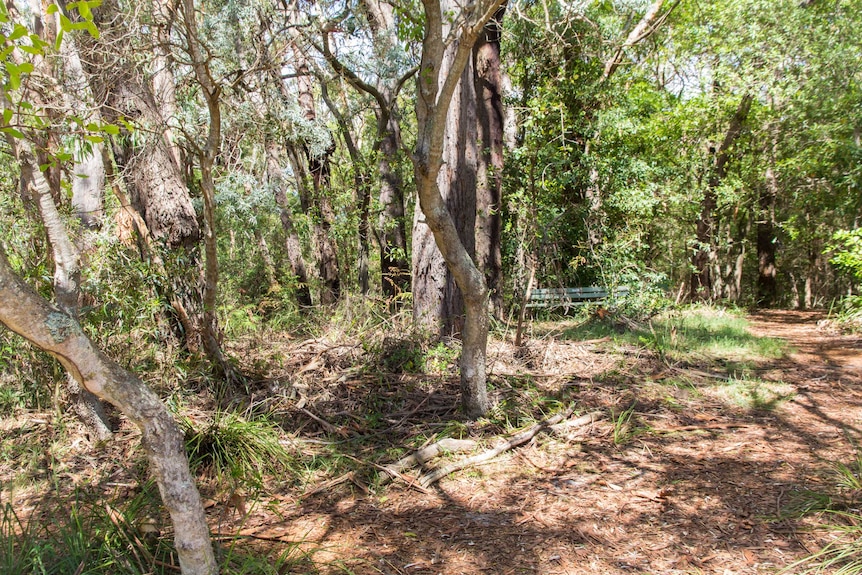 Trees stand among bush.