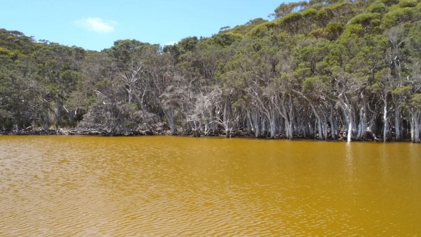 Algal bloom at Wellstead Estuary on WA's south coast