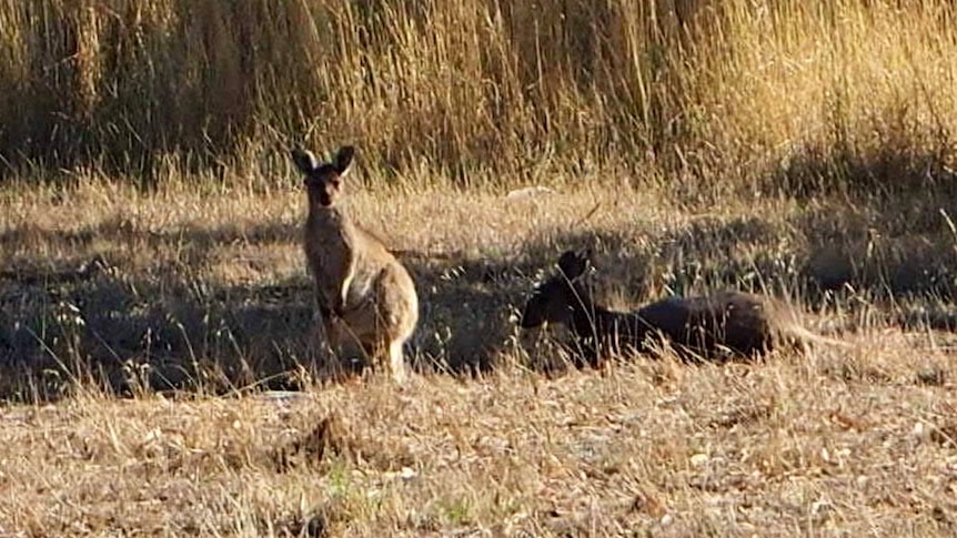 Kangaroos near Yankalilla Area School on South Australia's Fleurieu Peninsula.