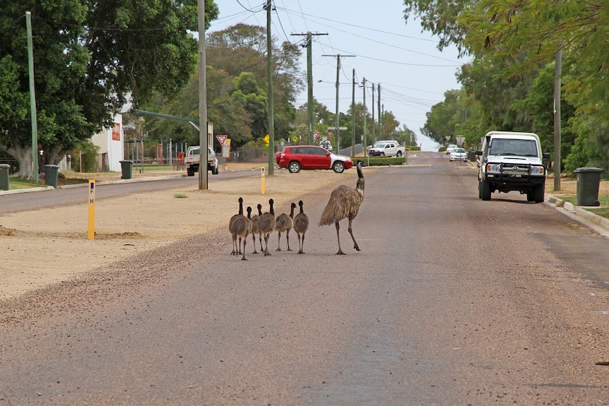 A flock of seven emus — one adult and six smaller ones — wander down a country street in Queensland.
