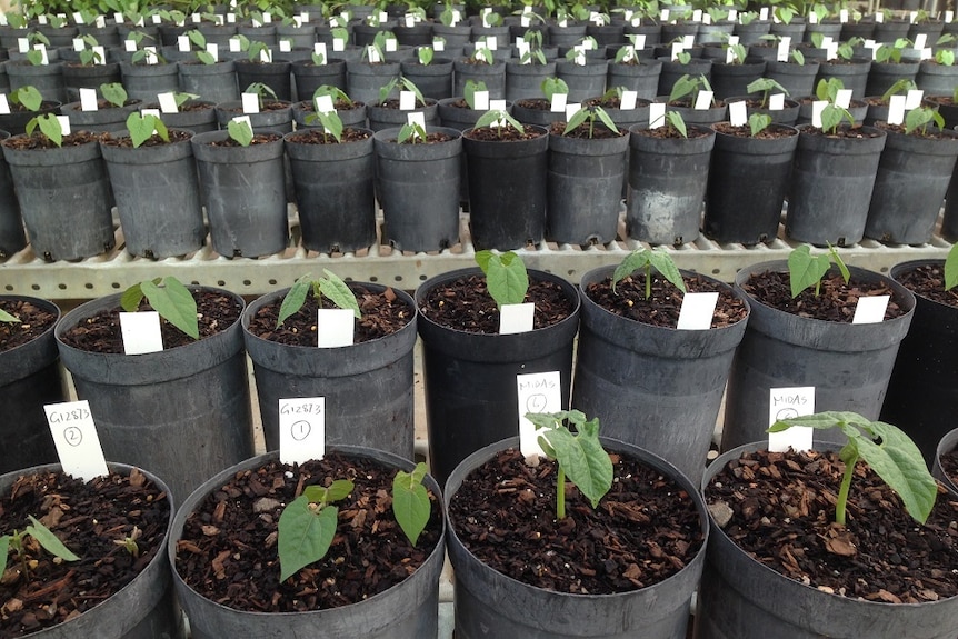 lots of bean seedlings in pots in a greenhouse