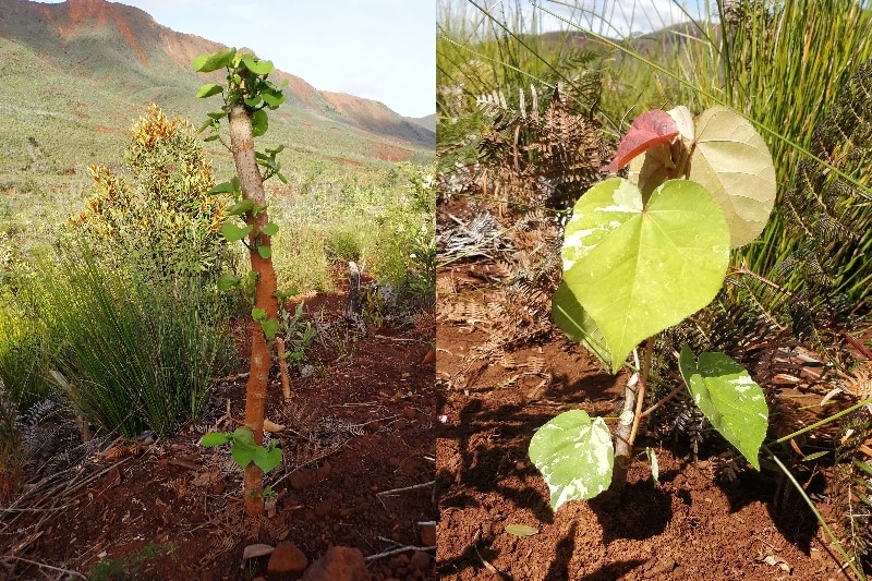 Two pictures of sea hibiscus, one with a long stump, another with large light green leaves. 