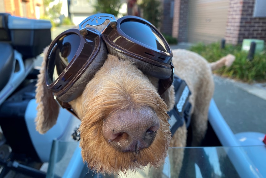 Dog wearing goggles.