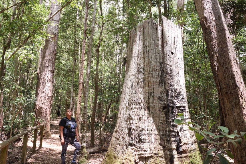 Aboriginal woman standing beside a giant tree stump with wedge shaped holes in the trunk used by Timber Getters