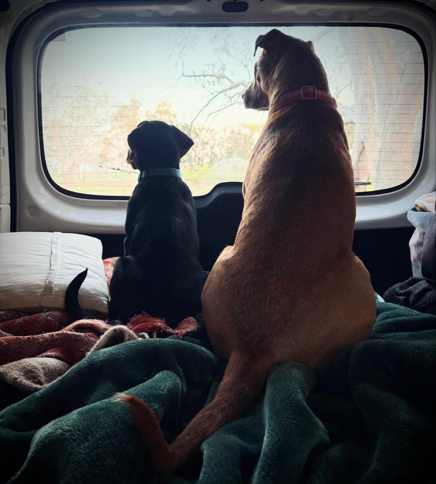 Two dogs look out a window.