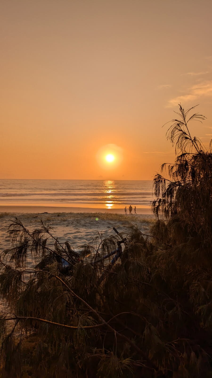 El sol sale sobre el agua en una playa de arena, con un árbol de casuarina en primer plano.