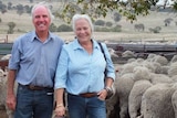 Andrew and Anne Basnett stand by a flock of sheep.