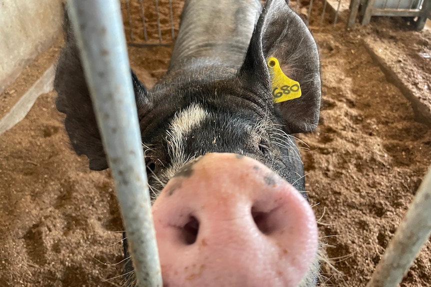 The snout of a pig near the edge of its sty.
