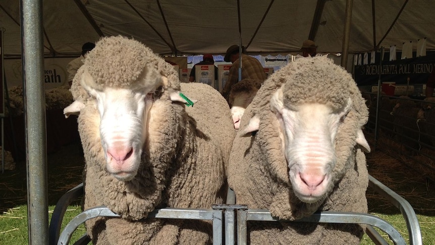 Merino sheep