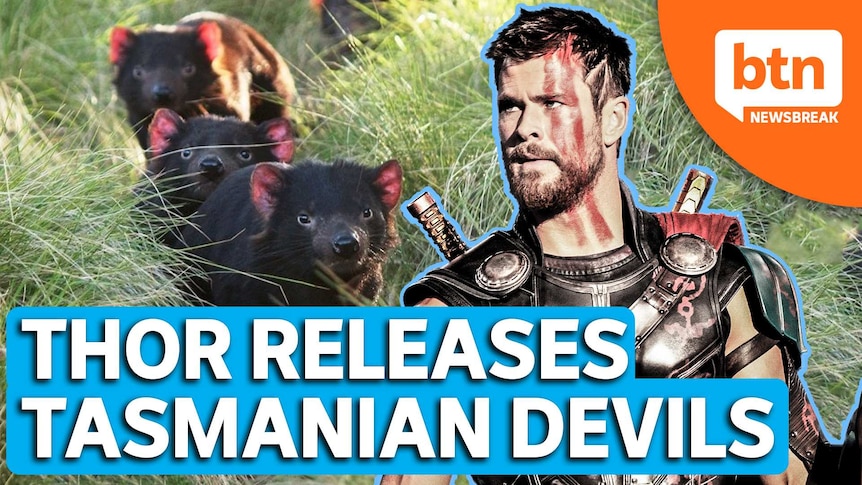 Tasmanian Devils in a grassed area. Photo of Chris Hemsworth dressed as Thor overlaid.