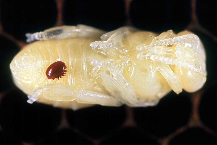 a parasite on a beehive