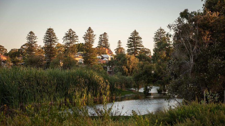 Reeds and water at Lake Monger.