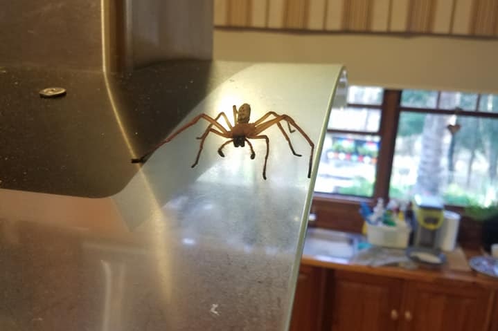 A huntsman spider on the rangehood of a stove in a kitchen