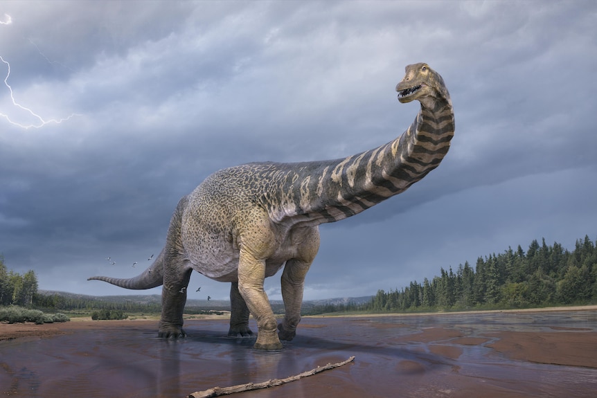 Australotitan cooperensis largest dinosaur found in Australia