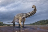 Australotitan cooperensis largest dinosaur found in Australia