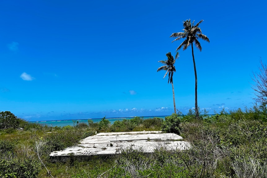A cement block with a palm tree