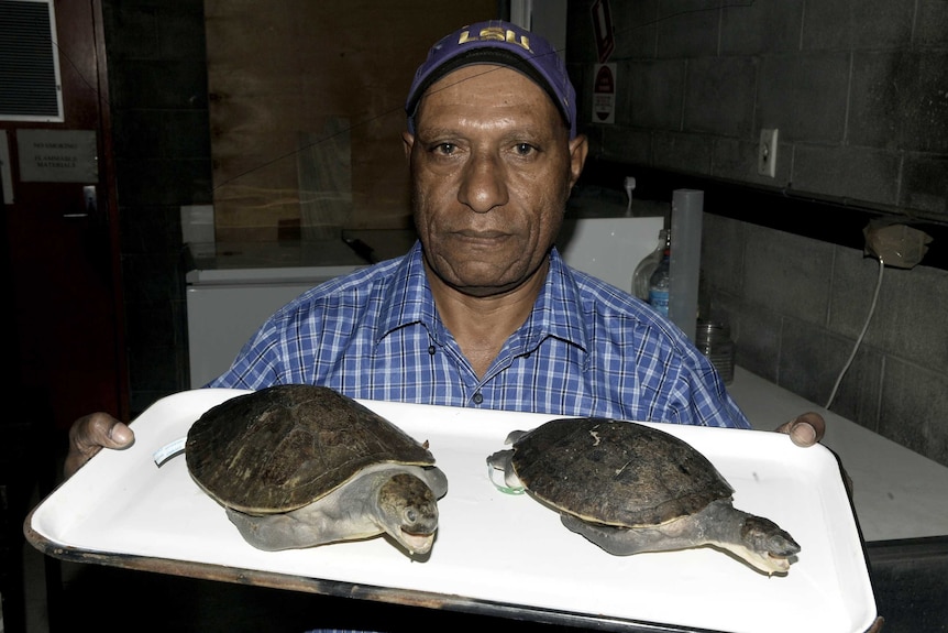 New turtle species samples in Port Morseby Museum