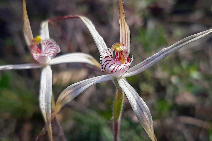 A spider orchid in the Stirling Range National Park.