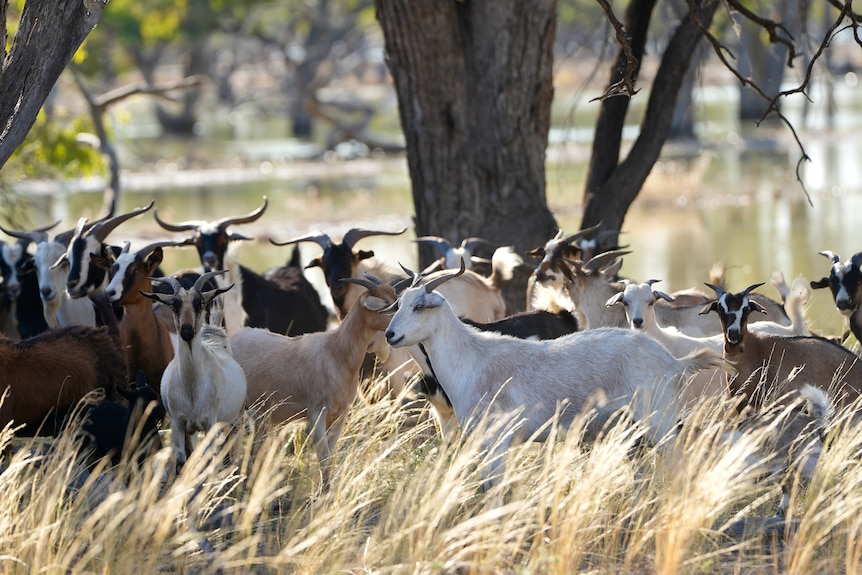 A group of brown, black and white goats standing together with water behind them.