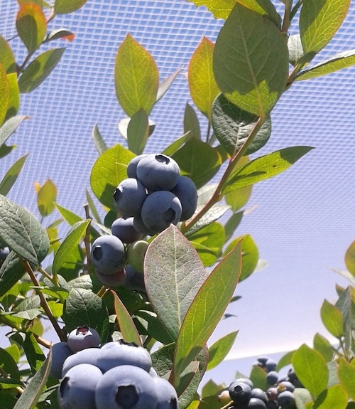 Blueberries on a bush