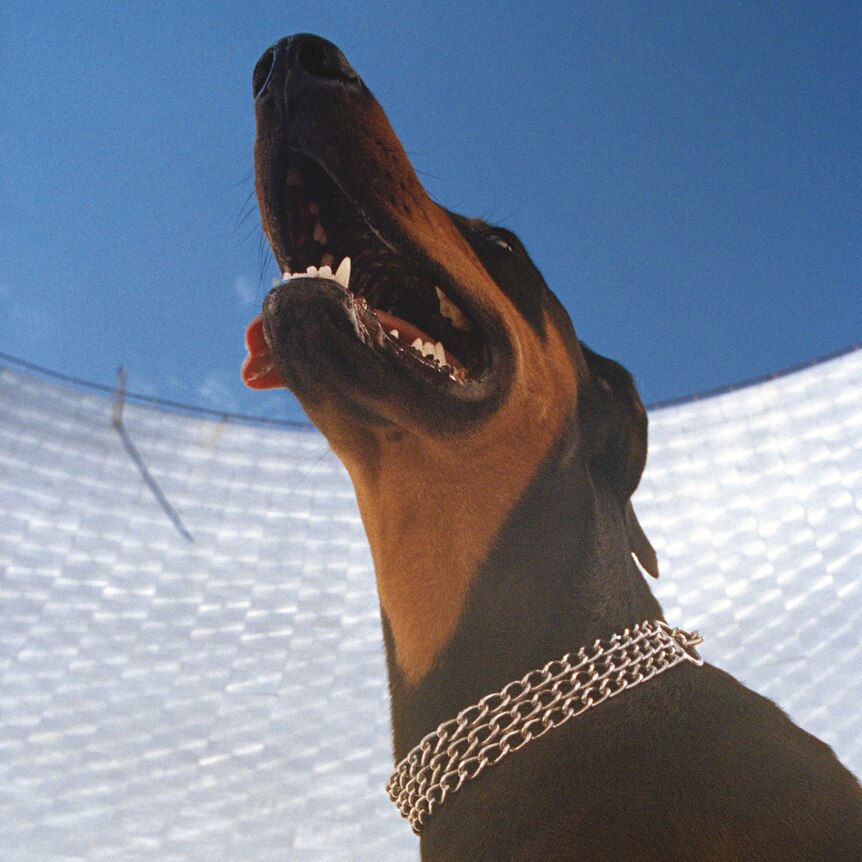 a doberman with its mouth open looks to the sky