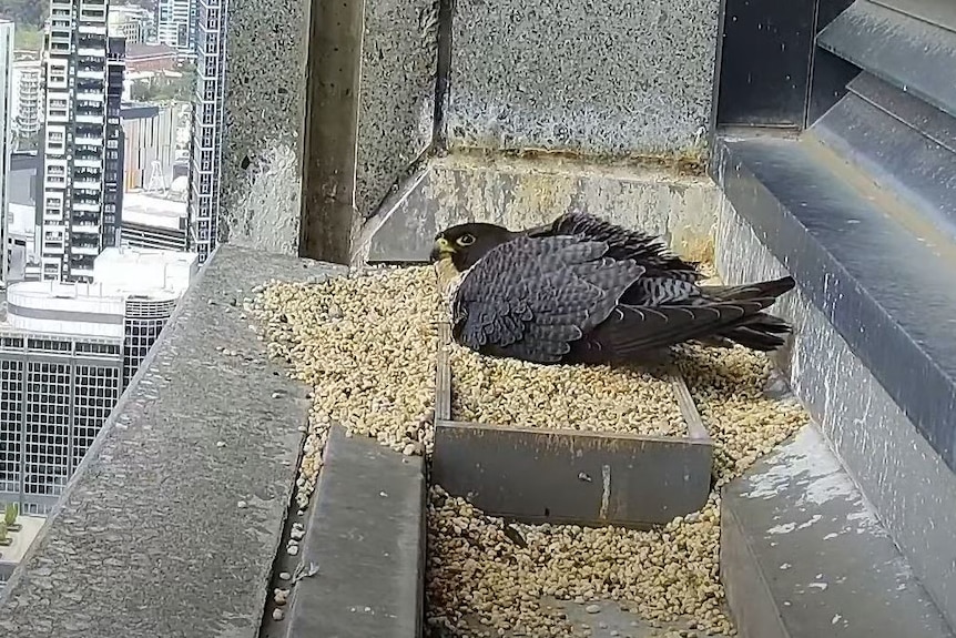 A falcon in a nest of woodchips on the side of a high rise building 