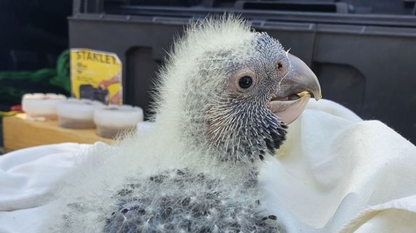 A scrawny baby cockatoo, or nestling, with white fluffy down sits on a sheet in the back of a truck.