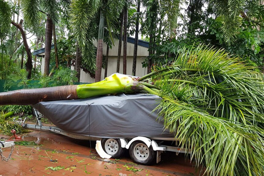 Boat with a palm tree on it.