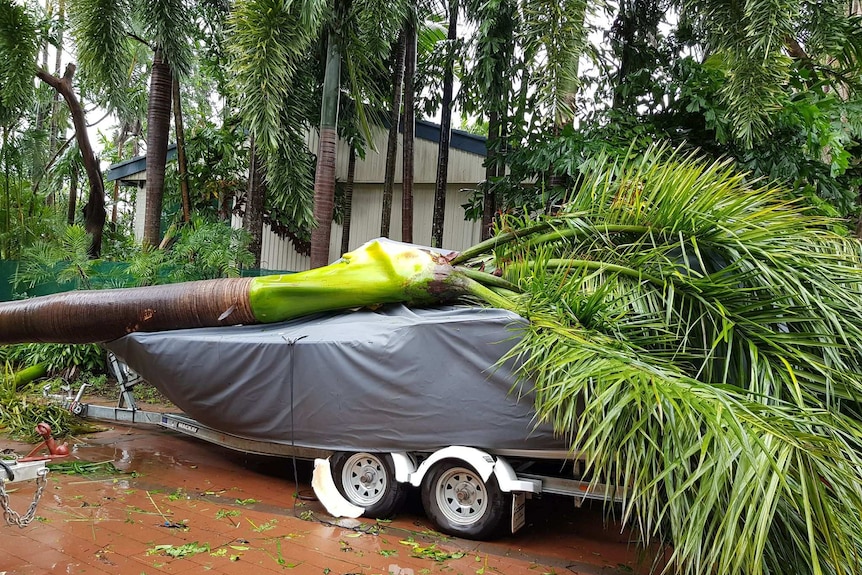 Boat with a palm tree on it.