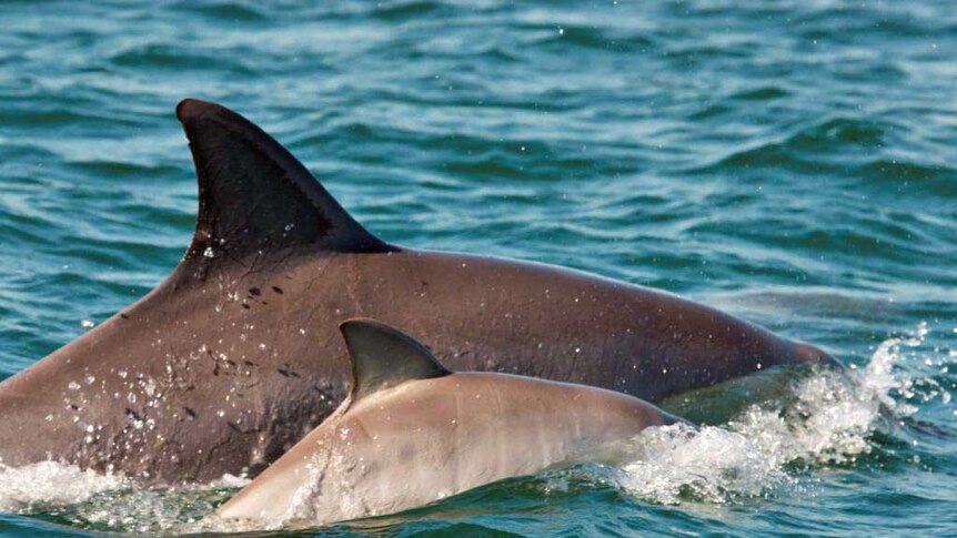 A bottlenose dolphin calf swimming with its mother