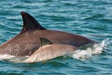 A bottlenose dolphin and its calf