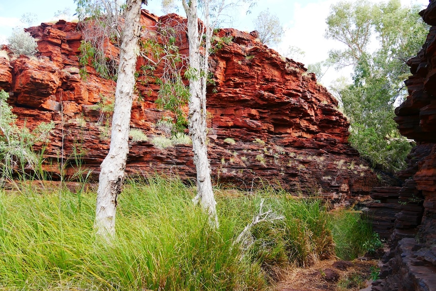 Two white gums stand next to small creek in the lush, green floor of a red-walled rocky gorge.